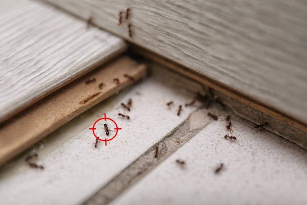 Best Local Pest Control Services  in Crawfordville, FL