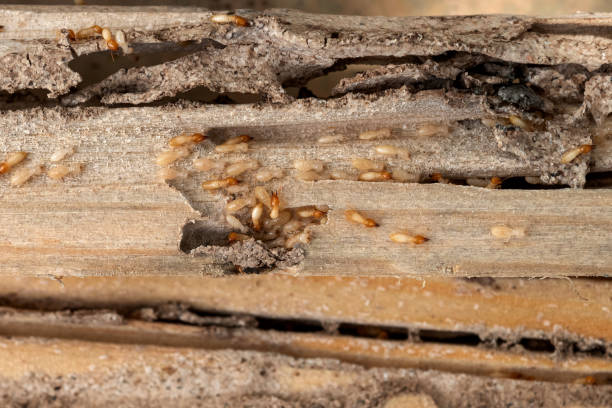 Best Pest Prevention Services  in Crawfordville, FL